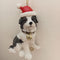CHLOES GARDEN CHRISTMAS HANGING DECORATION BORDER COLLIE PUPPY