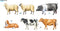 TAMIYA 35385 LIVESTOCK SET II 1/35 SCALE PLASTIC MODEL KIT ANIMALS