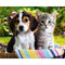 5D DIAMOND PICTURE - PUPPY AND KITTEN - HI STONE KIT 30CM X 30CM