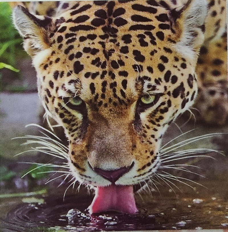 5D DIAMOND PICTURE - LEOPARD DRINKING WATER - HI STONE KIT 30CM X 30CM