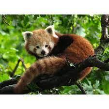 RAVENSBURGER 173815 CUTE RED PANDA 500PC JIGSAW PUZZLE