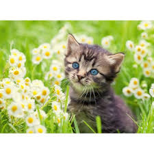 RAVENSBURGER 173785 KITTEN IN THE MEADOW 500PC JIGSAW PUZZLE