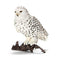 SCHLEICH 14671 SNOWY OWL