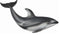 COLLECTA 88612 PACIFIC WHITE SIDED DOLPHIN M