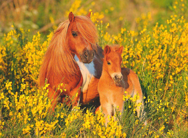 RAVENSBURGER 132836 SHETLAND PONIES 100PC XXL JIGSAW PUZZLE