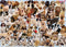 RAVENSBURGER 156337 DOGS GALORE 1000PC JIGSAW PUZZLE