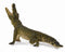 COLLECTA CO88725 CROCODILE LEAPING MOVEABLE JAW