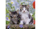 RAVENSBURGER 080465 TIGER KITTENS 3x49PC JIGSAW PUZZLE