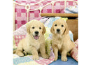 RAVENSBURGER 080656 CUTE PUPPY DOGS 3x49PC JIGSAW PUZZLE